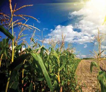 The American Agricultural Landscape: Chronicling America’s Crops Image